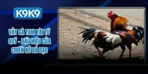 Vảy gà tam tài tứ quý