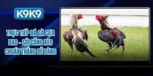 trực tiếp đá gà cựa dao